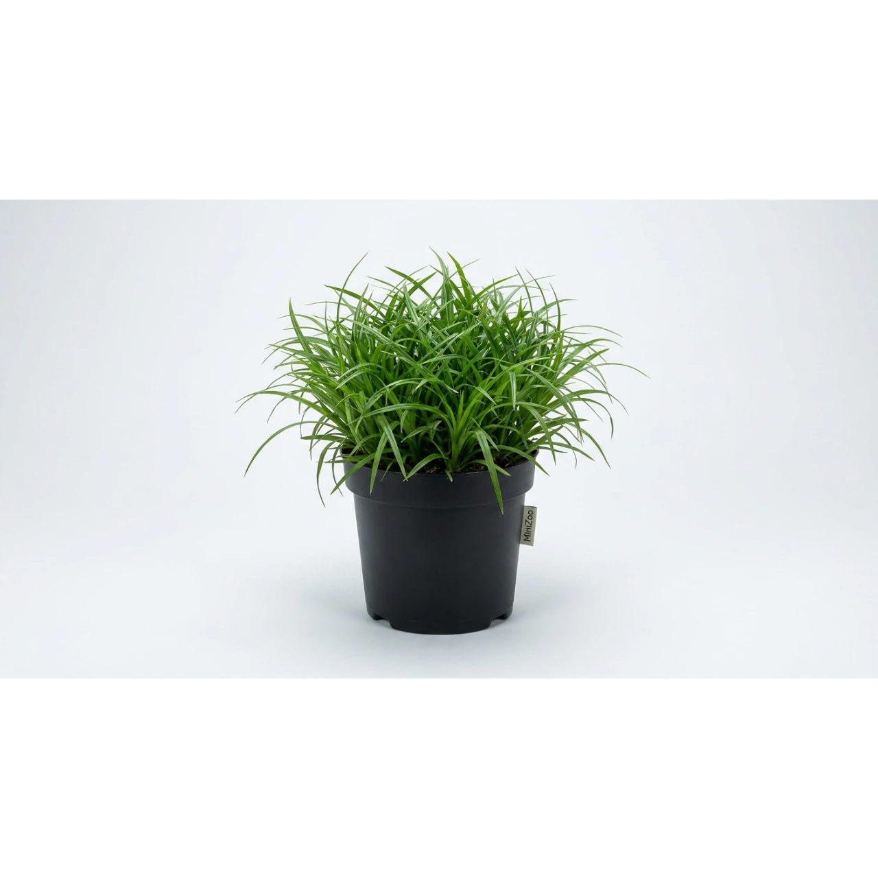Kattegræs i potte - Cyperus Zumula